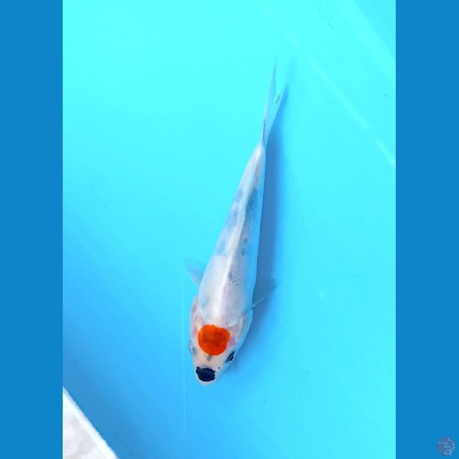 Tacho showa doit 14cm
