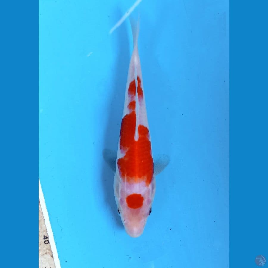 kohaku ori 16cm