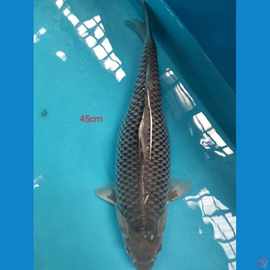 soragoi 44cm