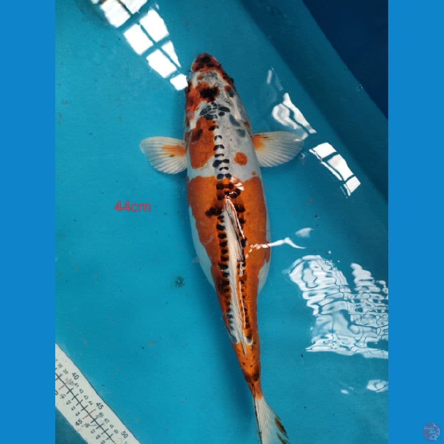 kiko 44cm