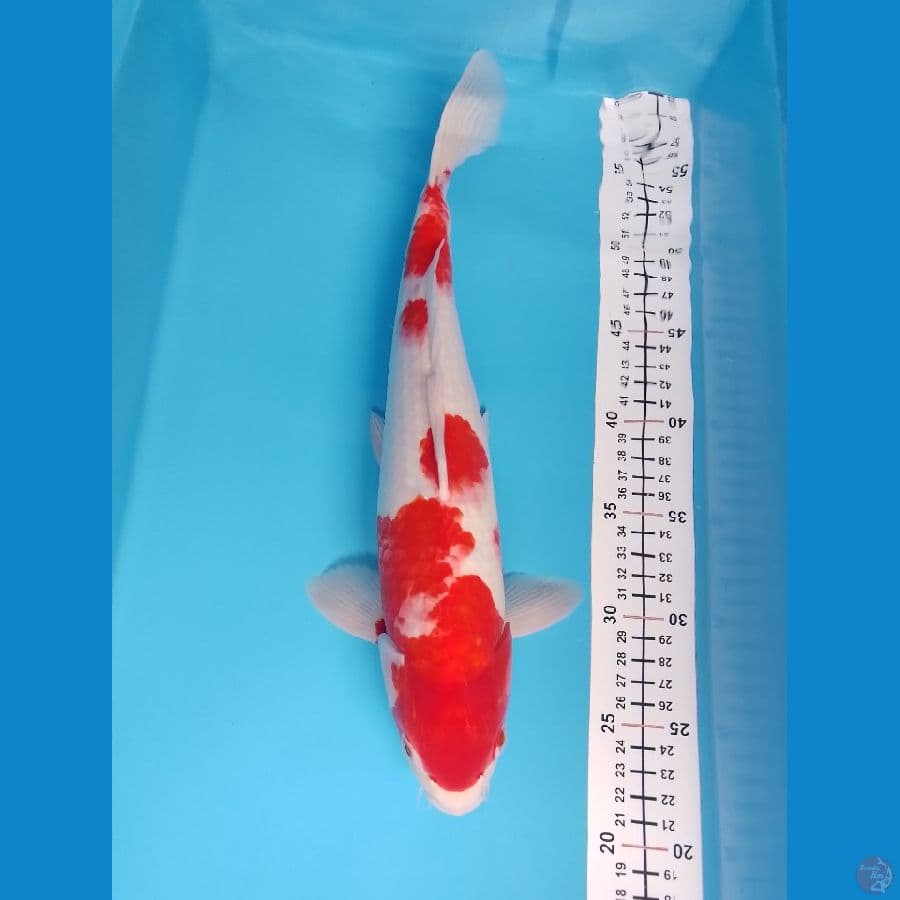 kohaku M 35