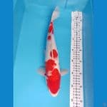 kohaku M 35