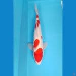 kohaku M 35 
