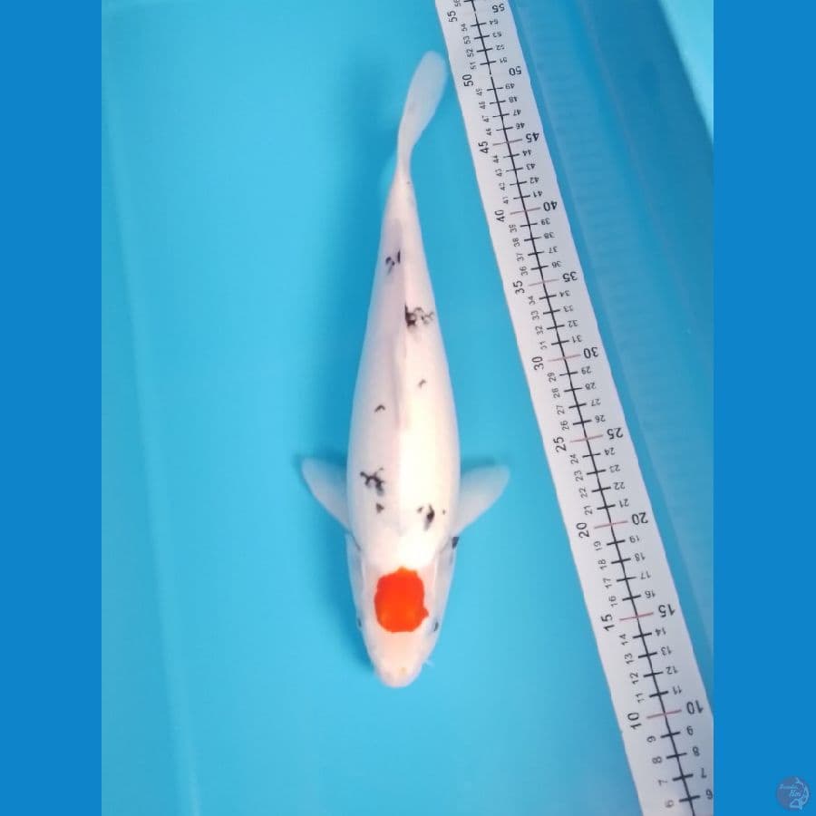 T sanke f 34 cm