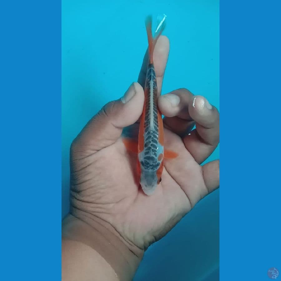 shusui15 cm