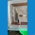 shusui 15 cm 