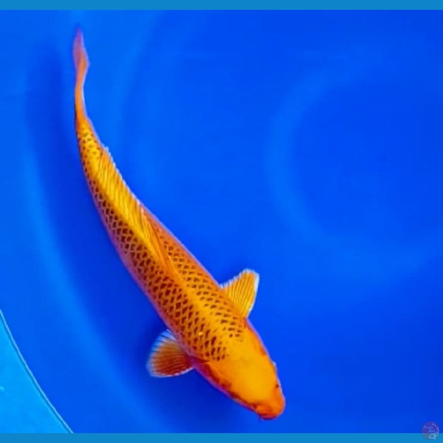ready male 38 cm