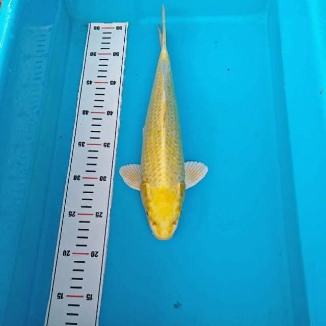 MUKASI OGON