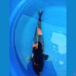 showa jumbo betina