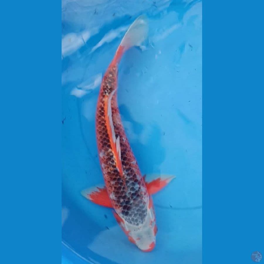 asagi 44cm jantan