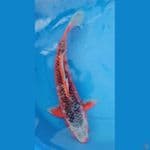 asagi 44cm jantan