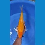 karashi corn mata merah 36up male munuk