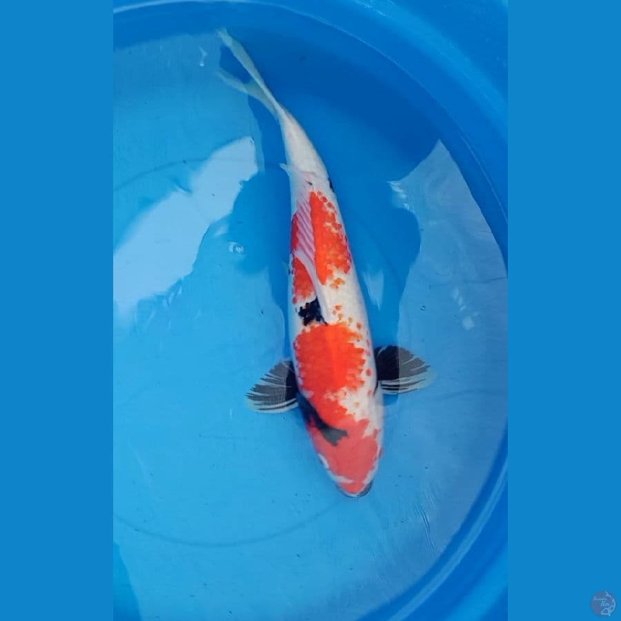 showa 46cm