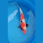 showa 46cm 