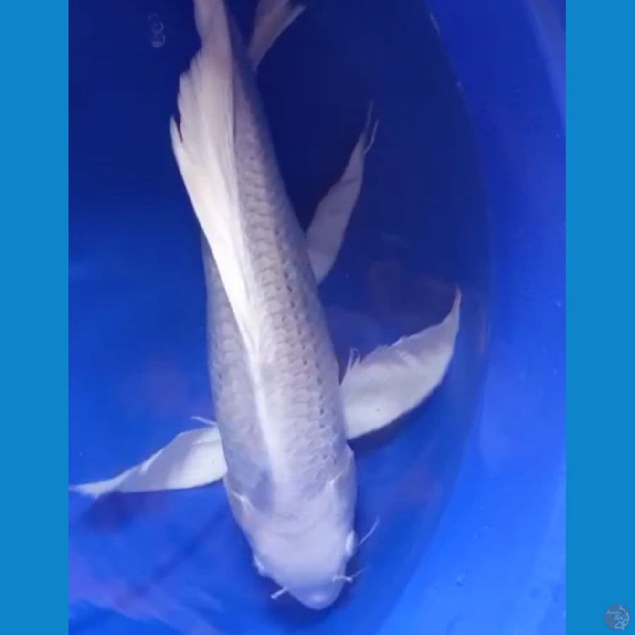 SQ kumpay Platinum male 37 cm