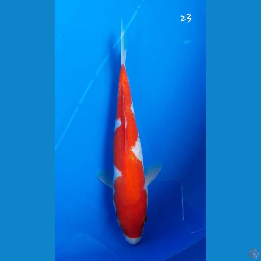 Kohaku 23cm