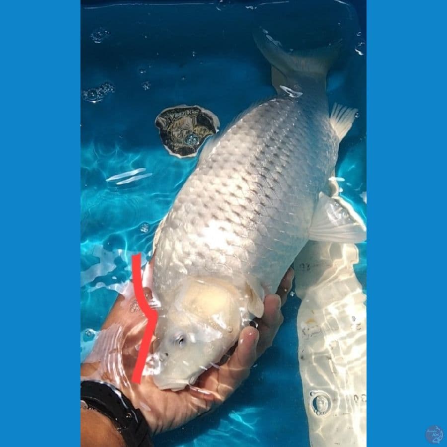 soragoi punuk unta 35cm HQ