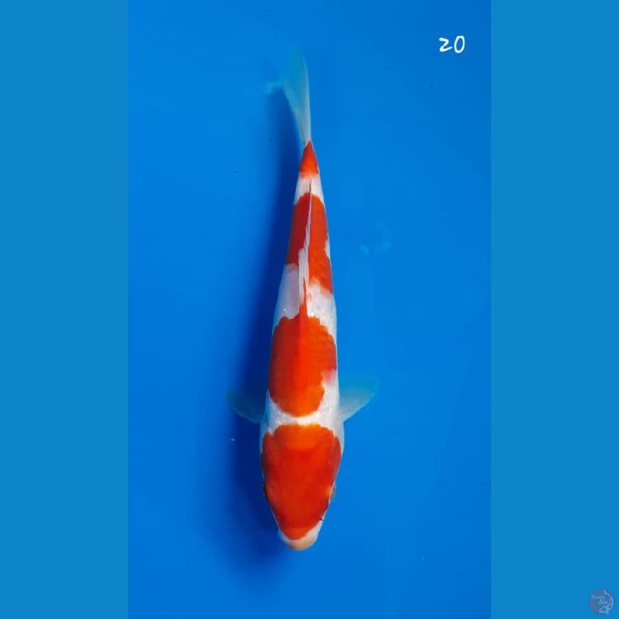 Kohaku 20cm