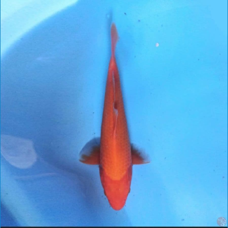 Benigoi 27 cm