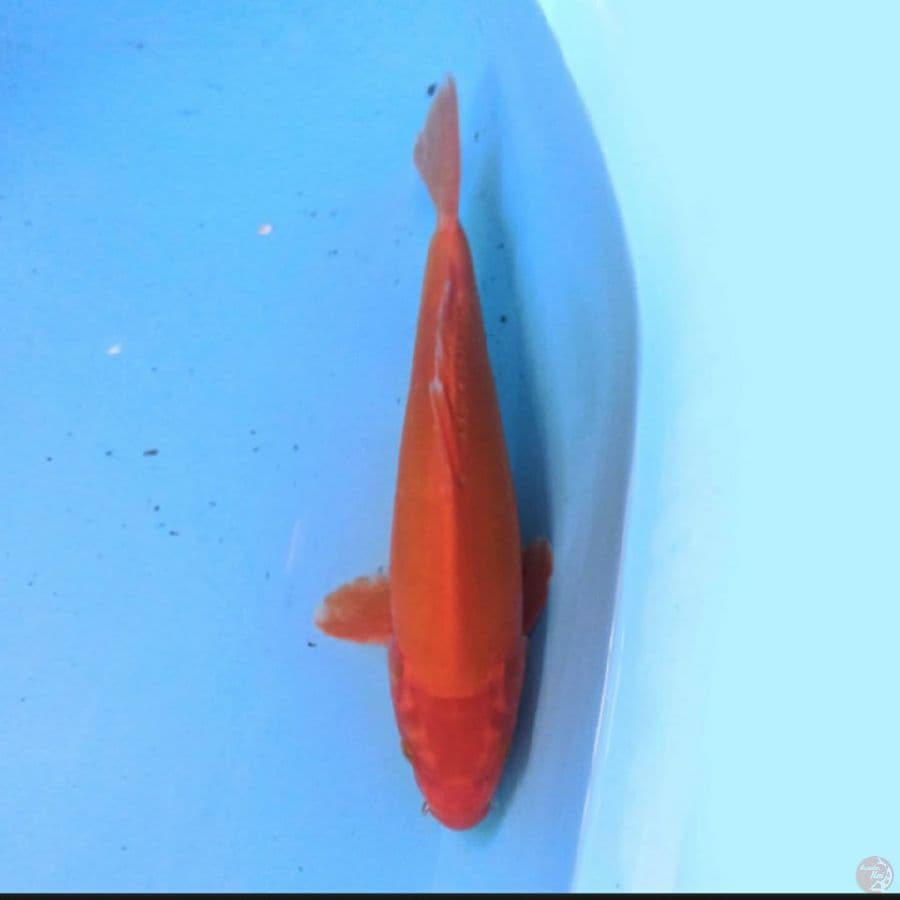 Benigoi 32 cm