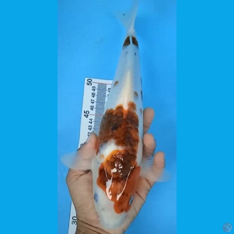 GOROMO JANTAN #33cm
