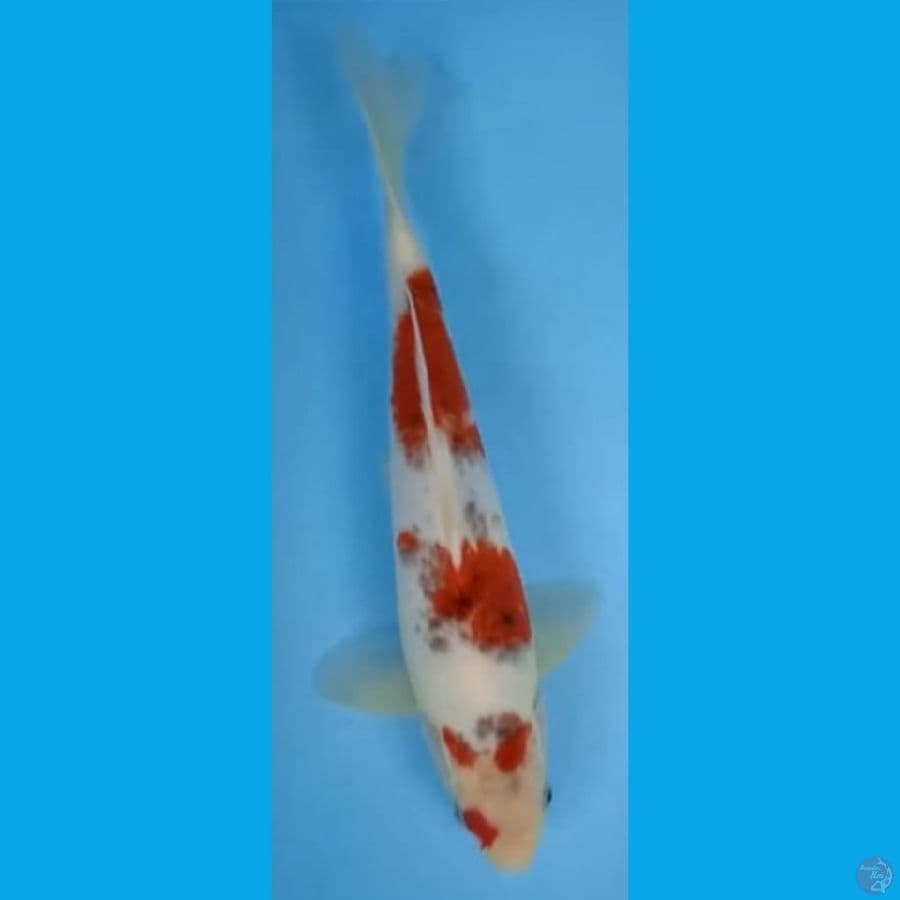 GOROMO JANTAN #30cm