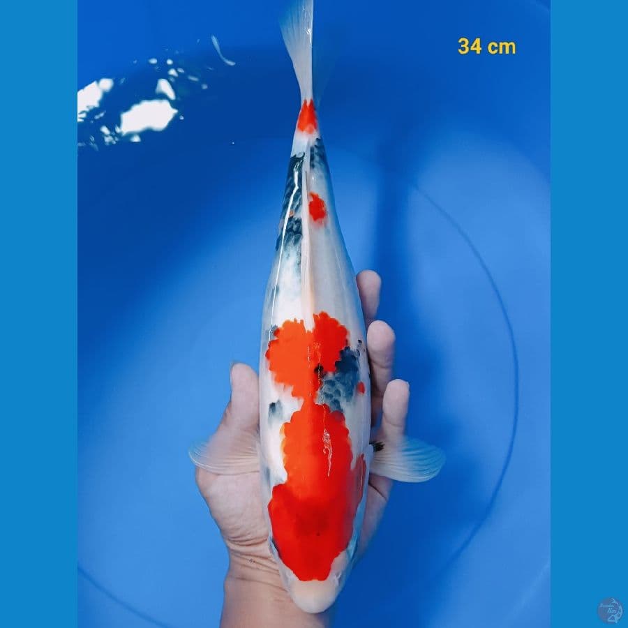 SQ showa 34 cm