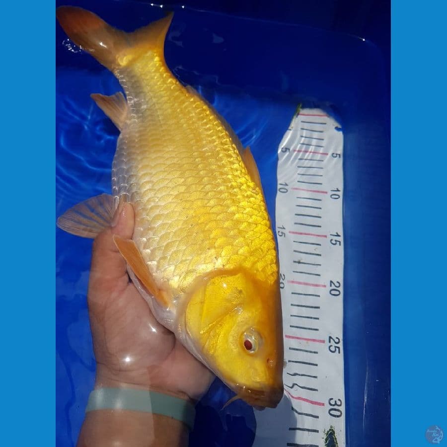 Karashi mata merah F35cm 
