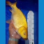 Karashi mata merah F35cm 