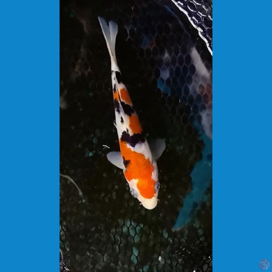 sanke 13cm