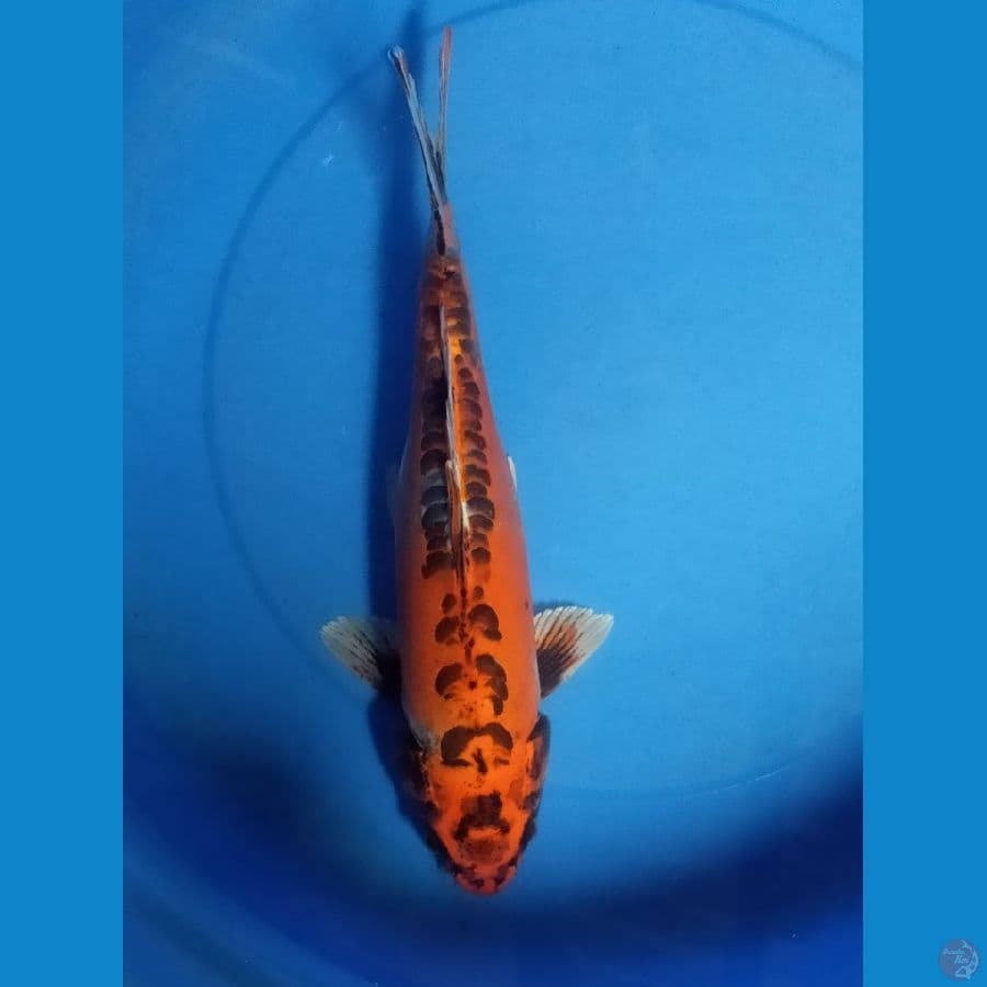 kiko 40 cm jantan