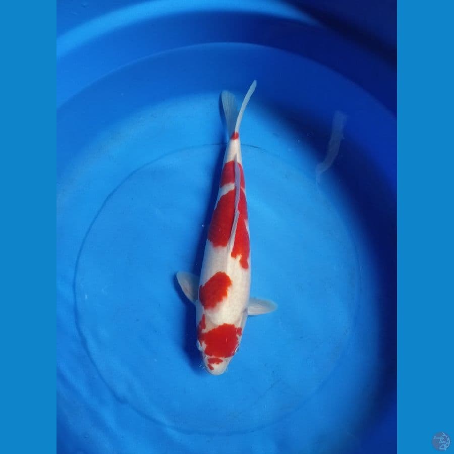 40 cm kohaku ORI