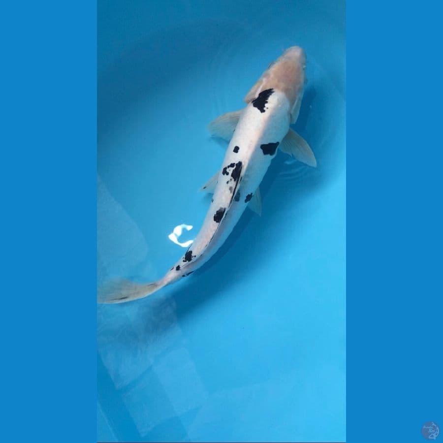 doitsu shiro beco 39cm