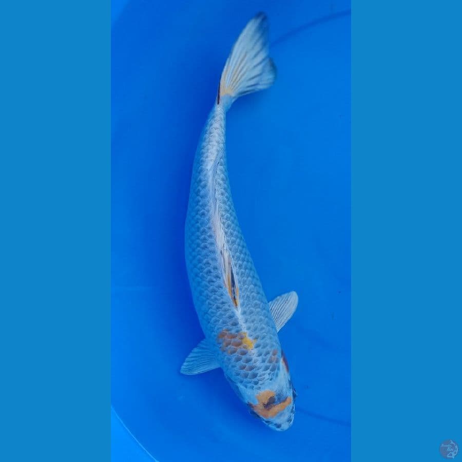 hariwake