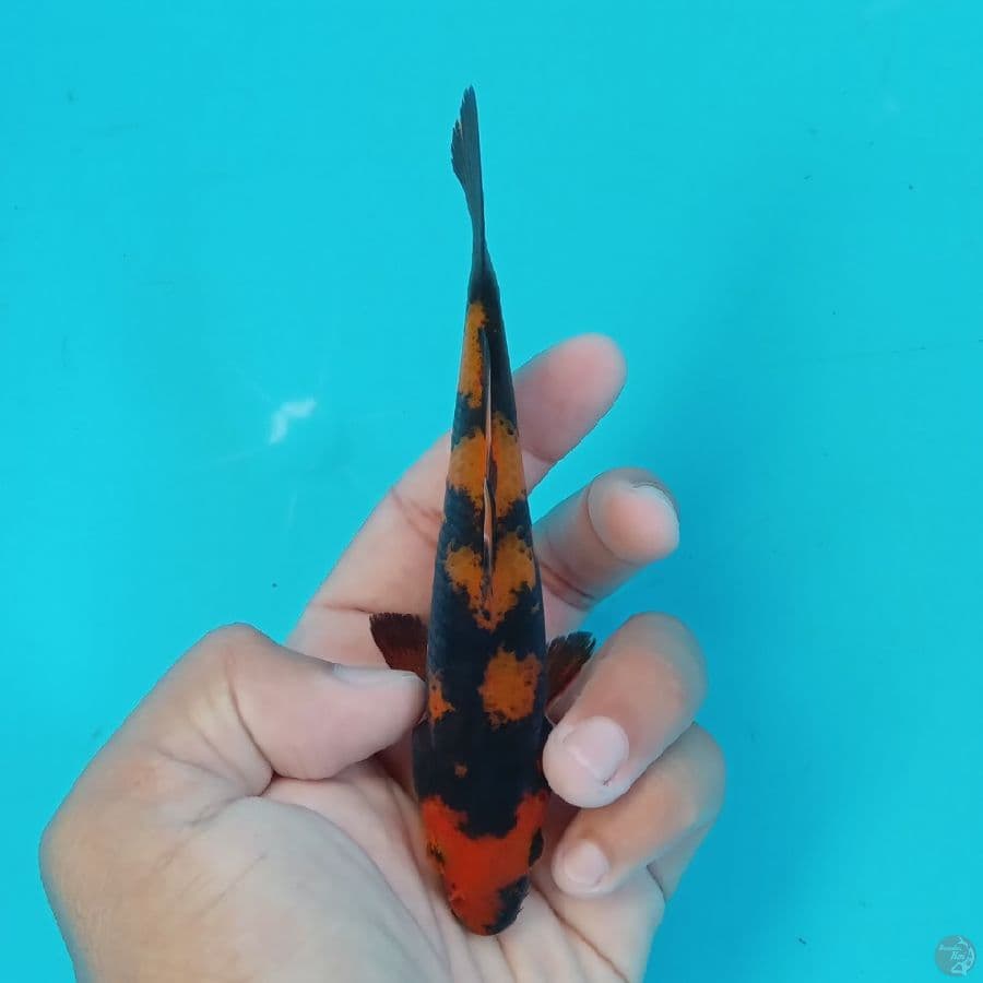 Minion - Hi Utsuri D 13cm