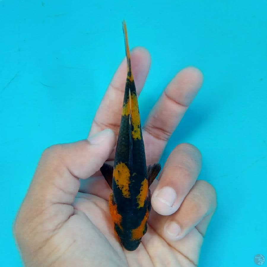 MINION - HI UTSURI F 11CM