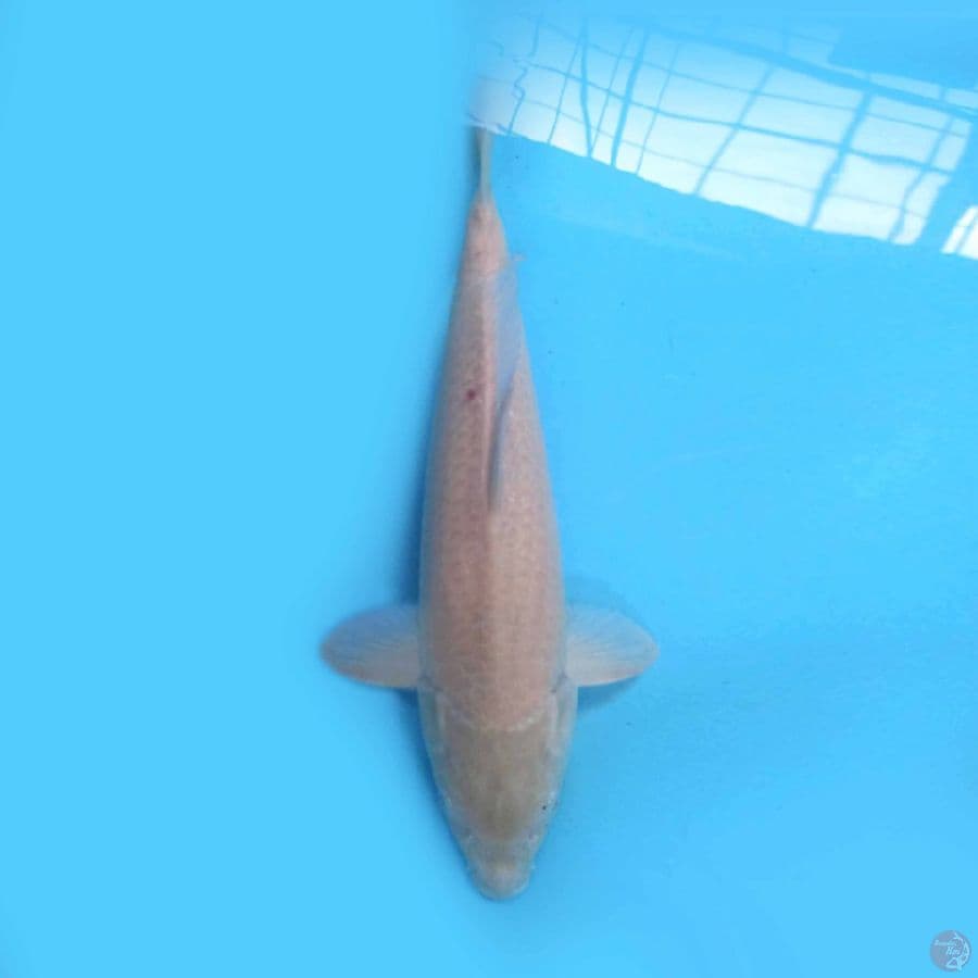 Karashi F1 marudo 48cm