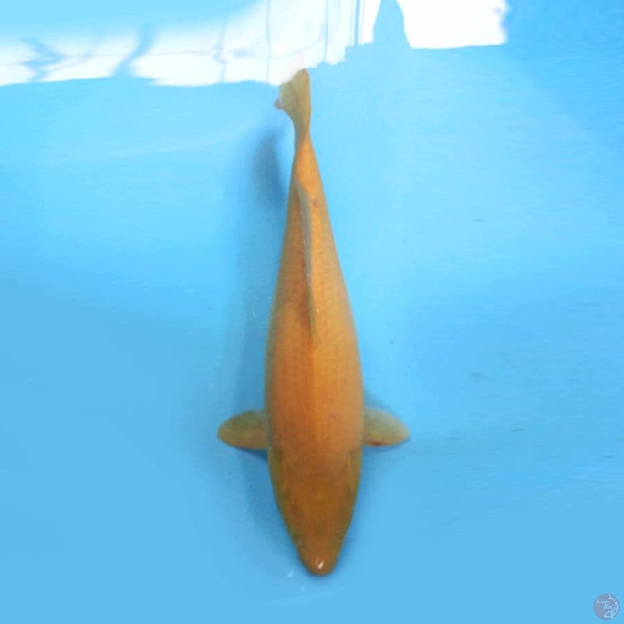 Karashi F1 marudo 45cm