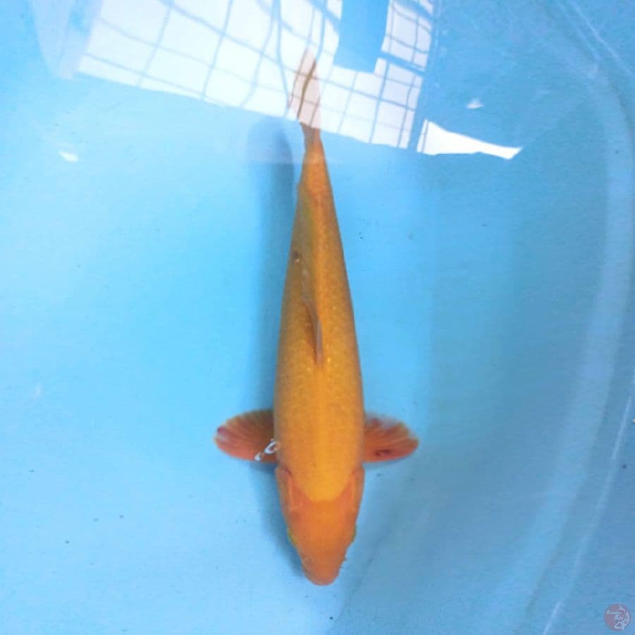 Karashi F1 marudo 44cm