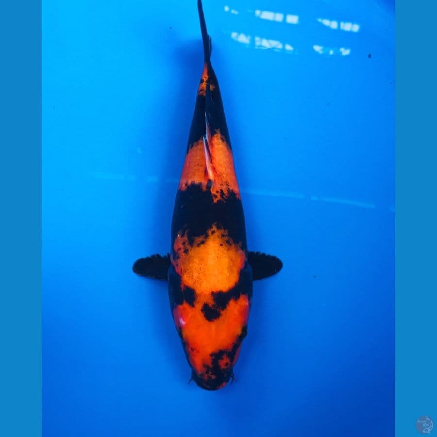 hi utsuri 25cm