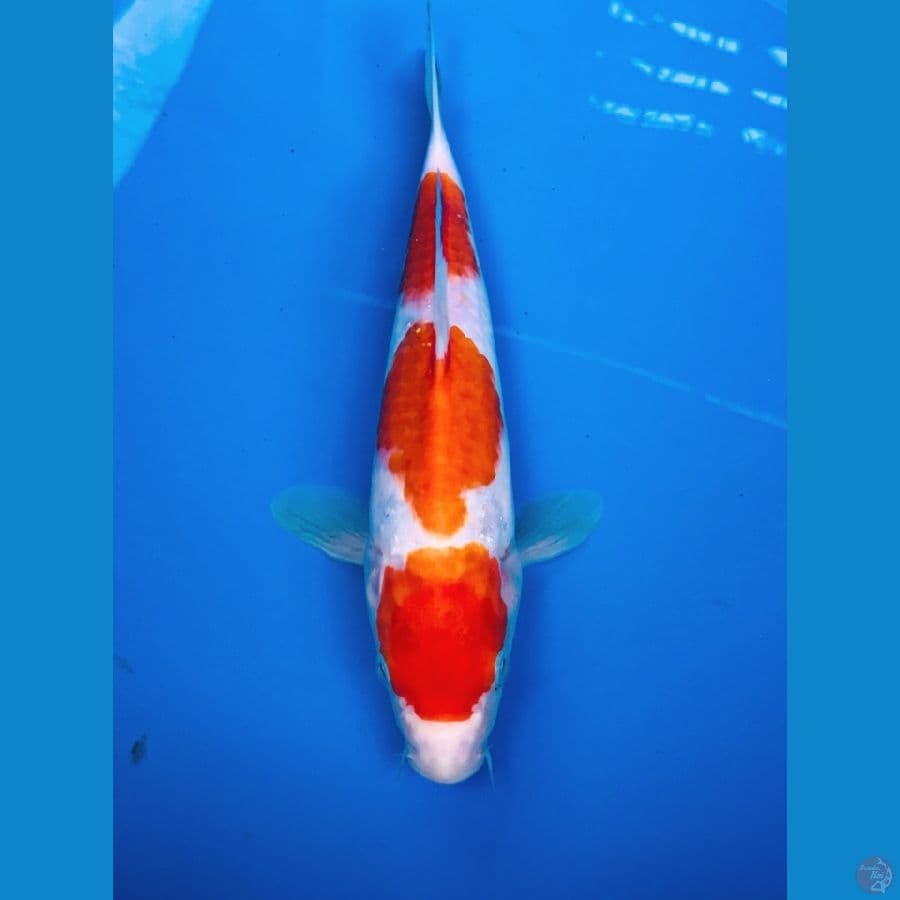 kohaku 25cm