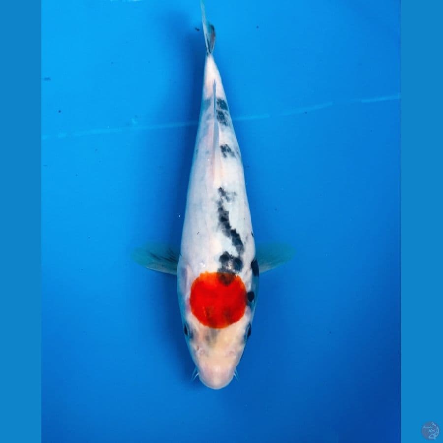 tancho showa 25cm
