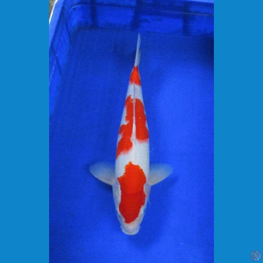 kohaku ±41cm jantan