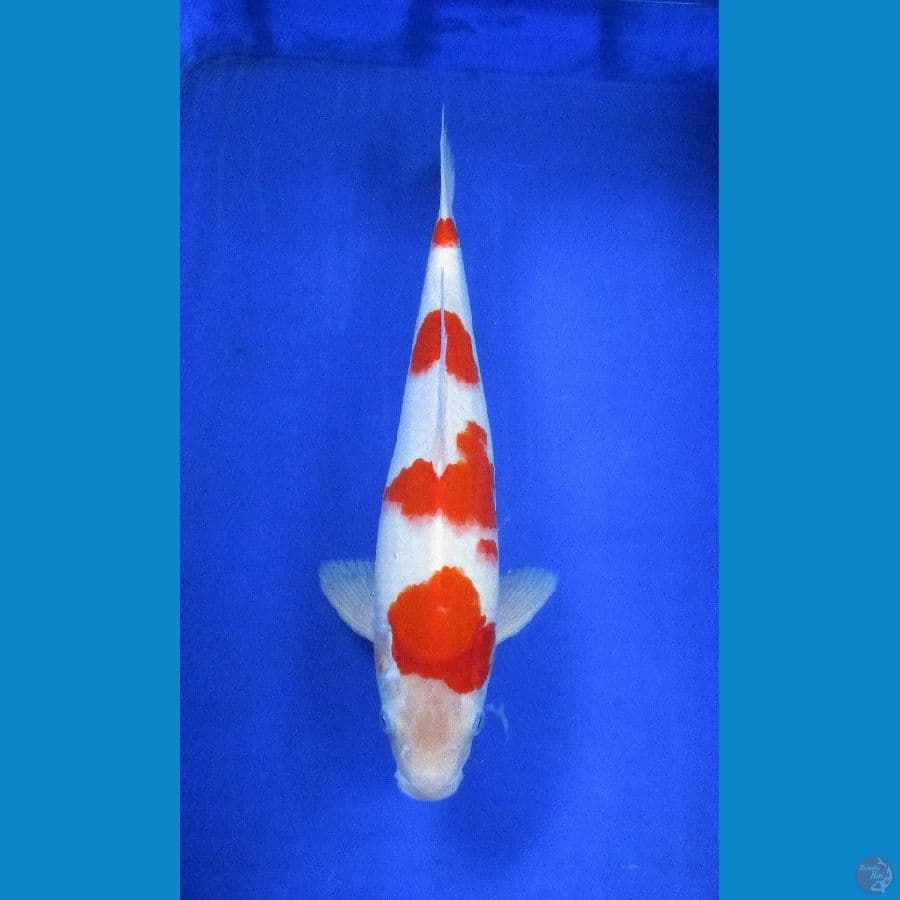kohaku ±36cm jantan