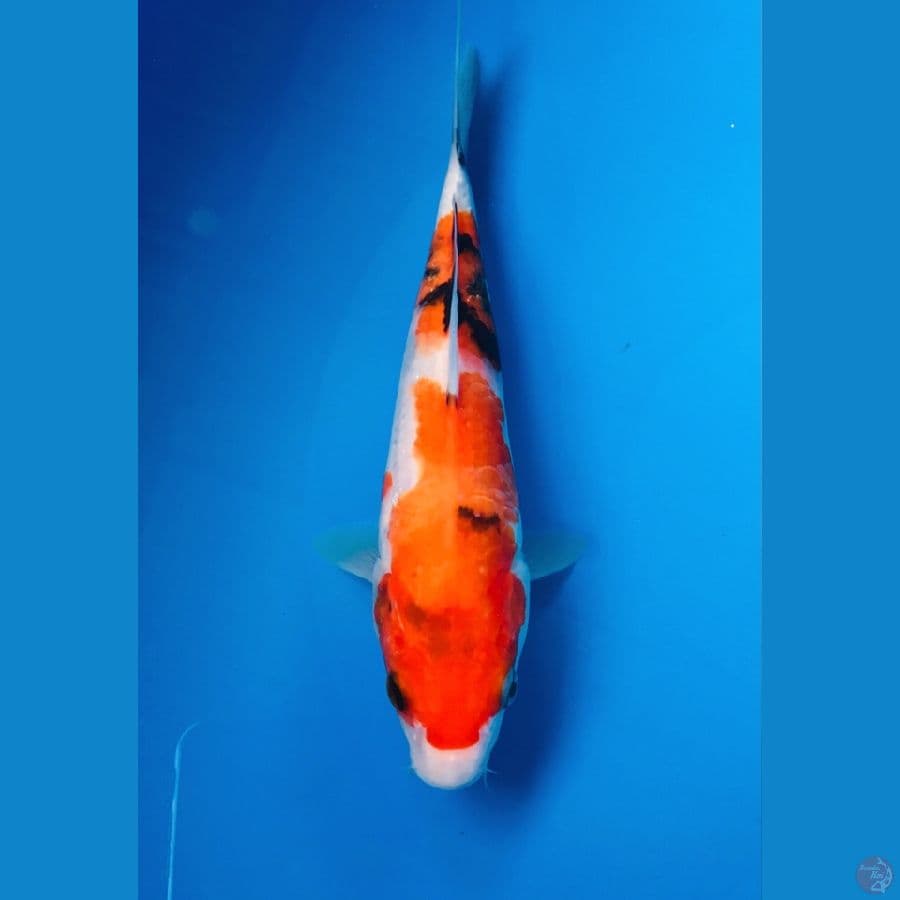 showa 20cm