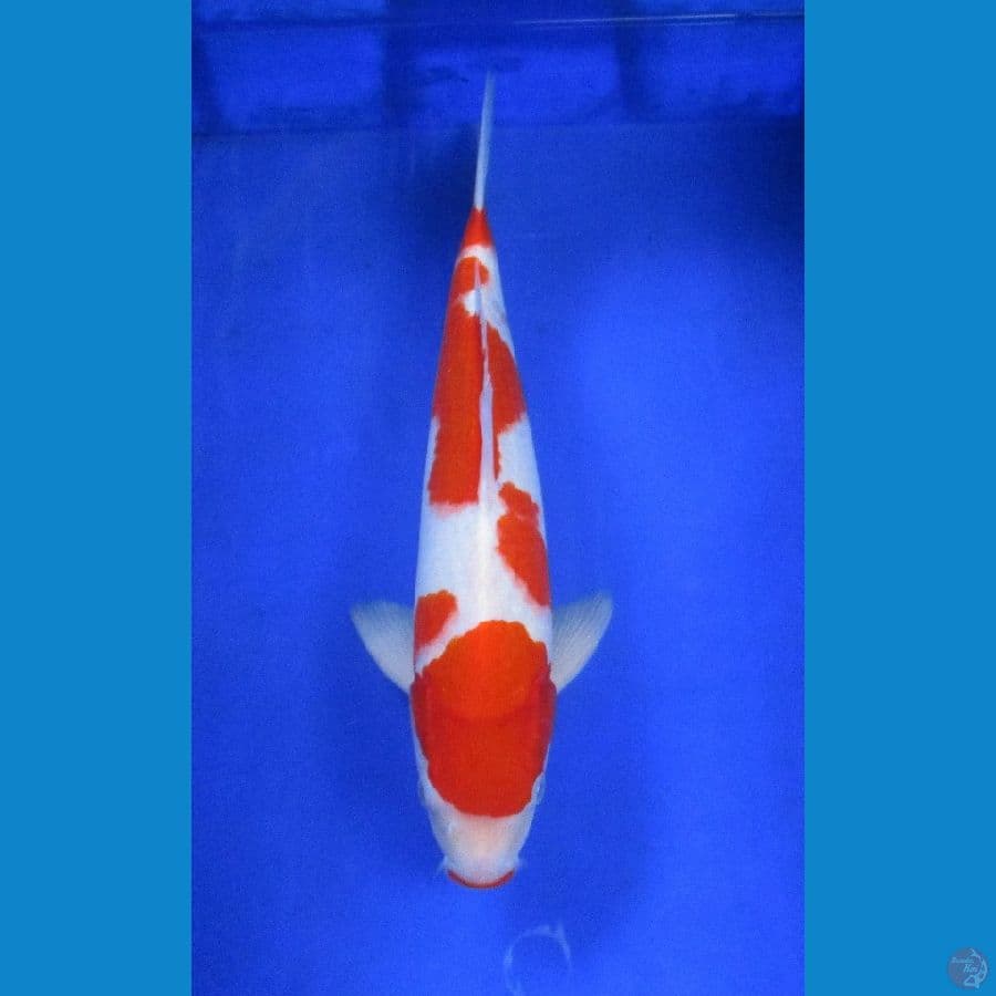 kohaku ±37cm