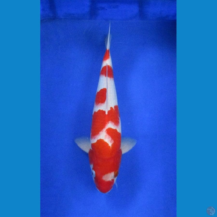 kohaku ±37cm jantan