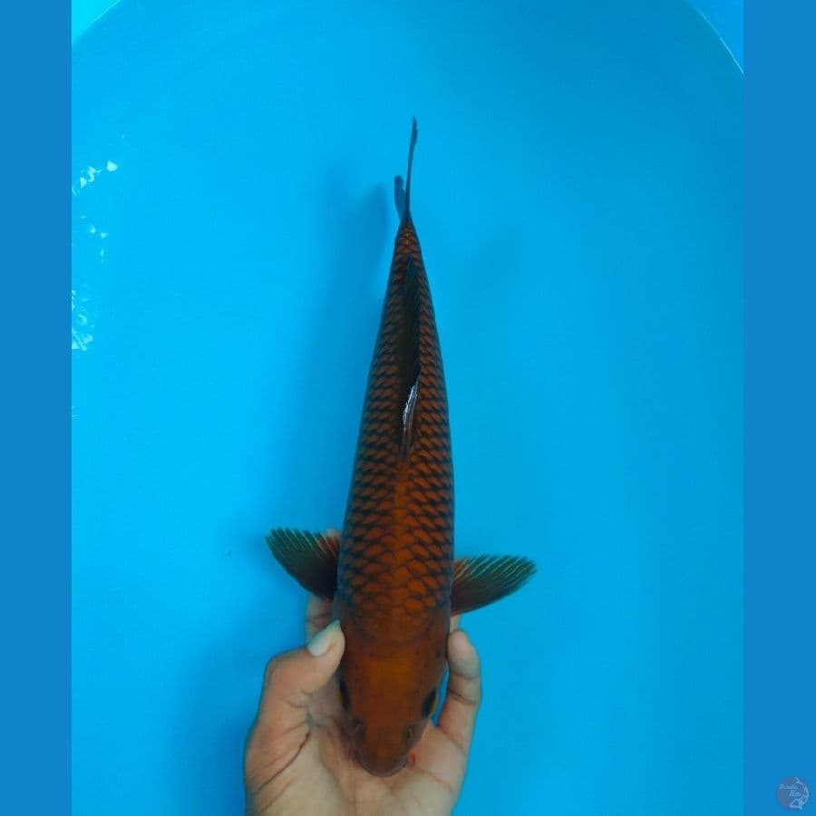 caghoi ±36cm jantan