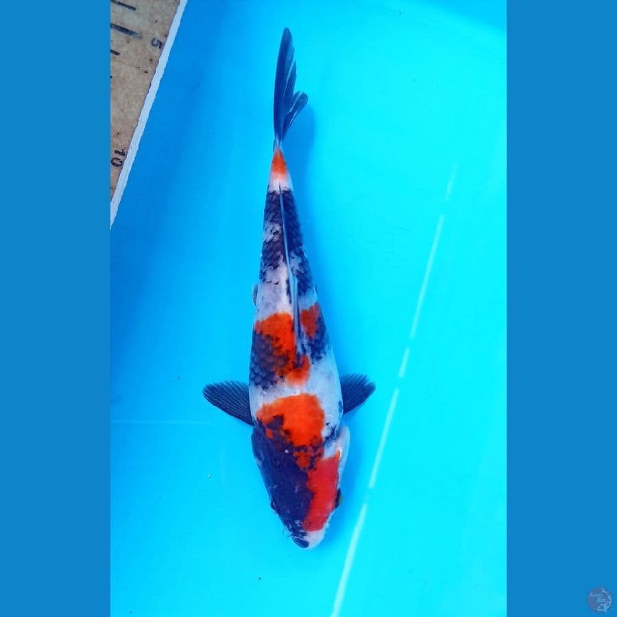 showa 17cm