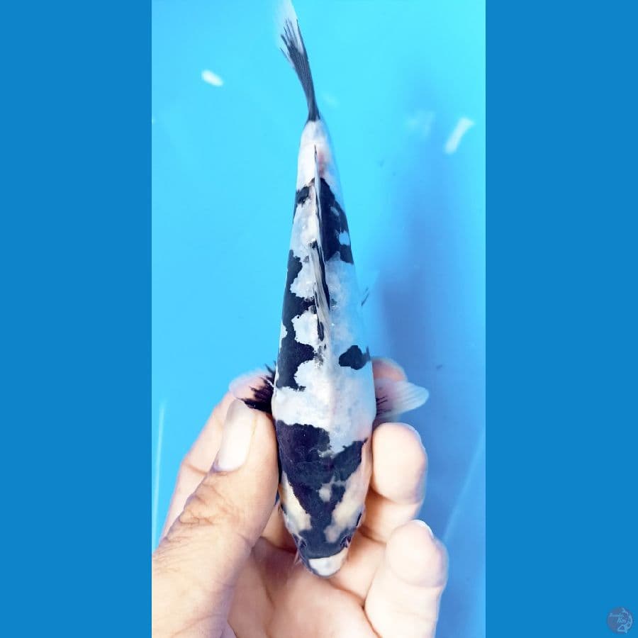 shiro doitsu 17cm
